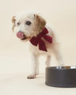 Burgundy Velvet Sailor Dog Bow Tie