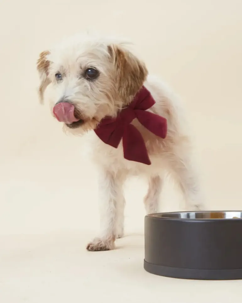 Burgundy Velvet Sailor Dog Bow Tie