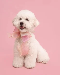 Butterfly Bowtie Collar for Dog