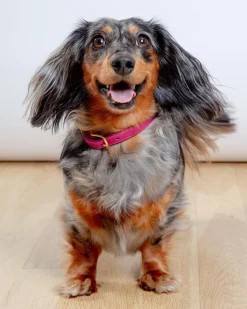 Butter Leather Dog Collar in Flamingo (Made in Austria)