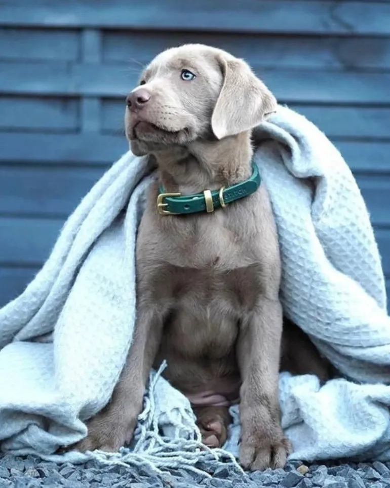 Butter Leather Dog Collar in Forest Green (Made in Austria)