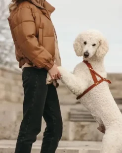 Butter Leather Dog Harness in Sahara Cognac (Made in Austria)
