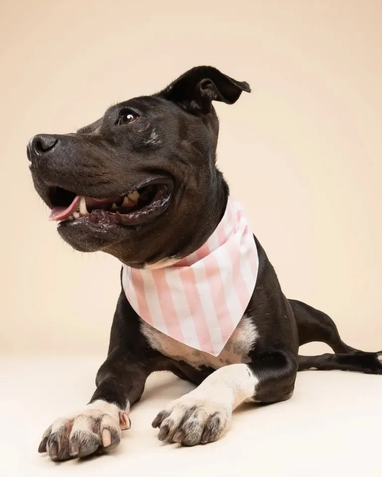 Cabana Blush Pink Dog Bandana