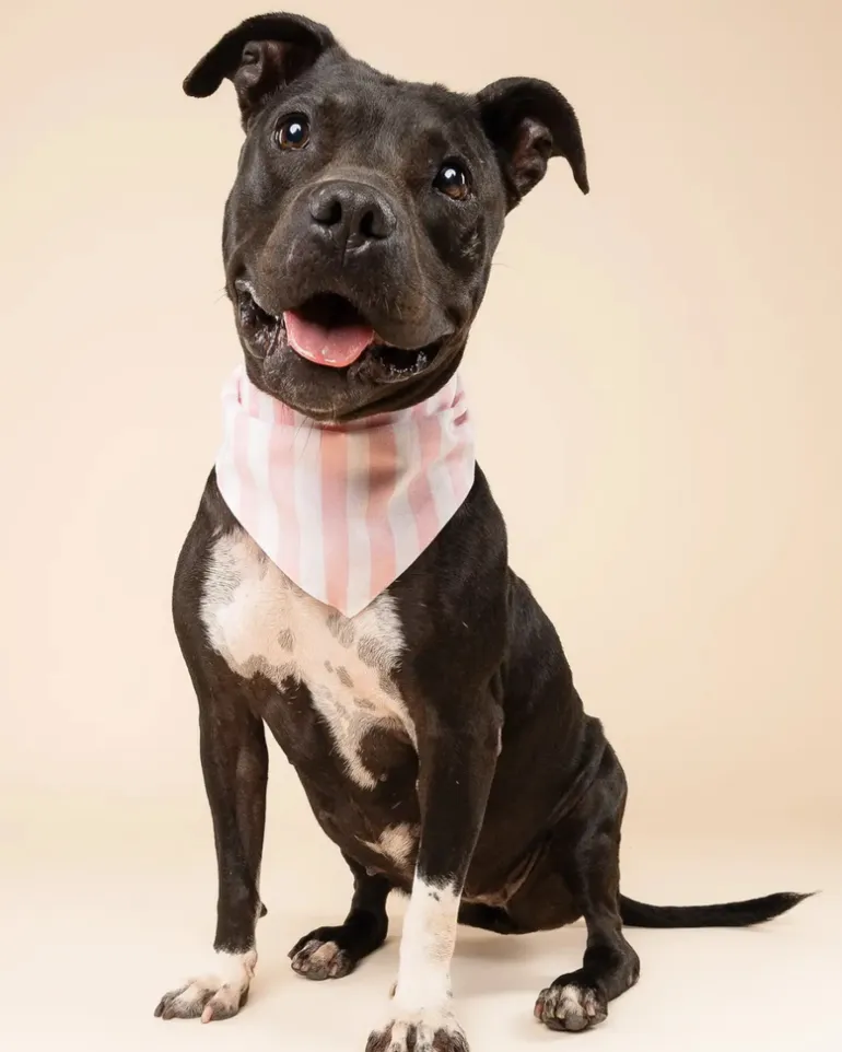 Cabana Blush Pink Dog Bandana