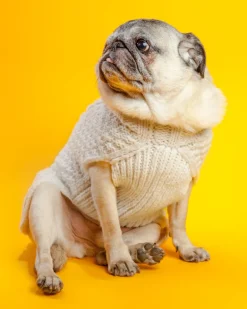 Cable Knit Wool Dog Sweater in Natural
