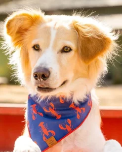 Catch of the Day Navy Dog Bandana (Made in the USA)