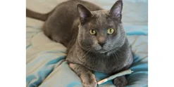 Catnibas Meowy J's Catnip Joints
