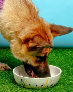 Ceramic Pet Bowl in Confetti (Made in the USA)