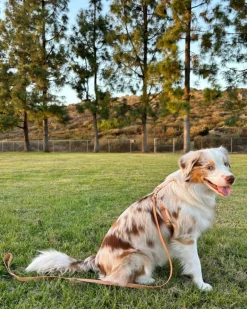 Chai Brown Cloud Lite Dog Harness