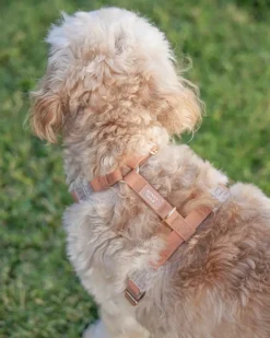 Chai Brown Cloud Lite Dog Harness