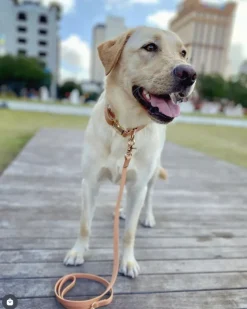 Chai Brown Cloud Lite Dog Harness