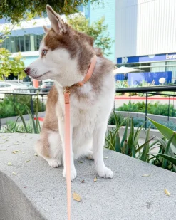 Chai Brown Cloud Lite Dog Harness
