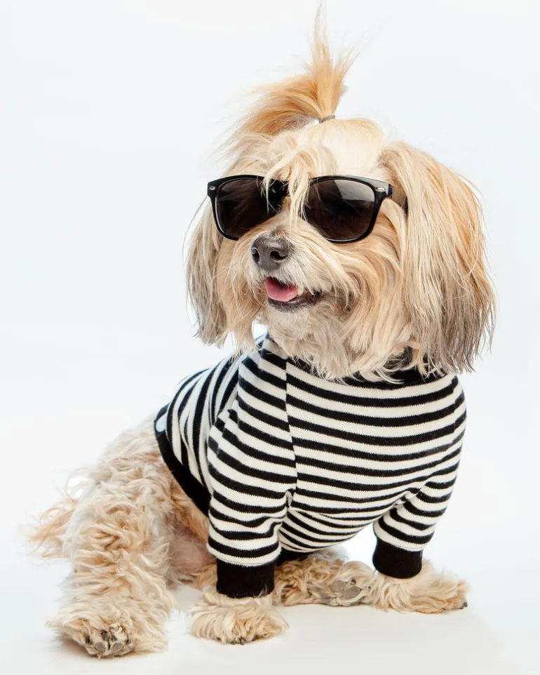 Cheeky Stripe Pullover in Black & White with Black Trim
