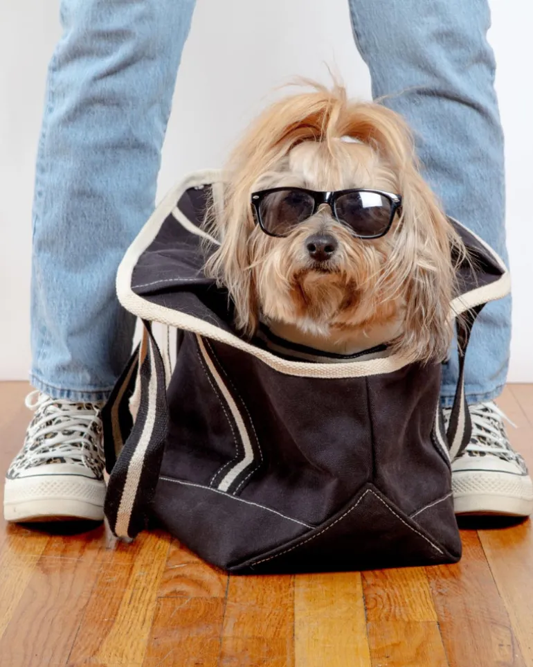 City Carrier Dog Bag in Size 2