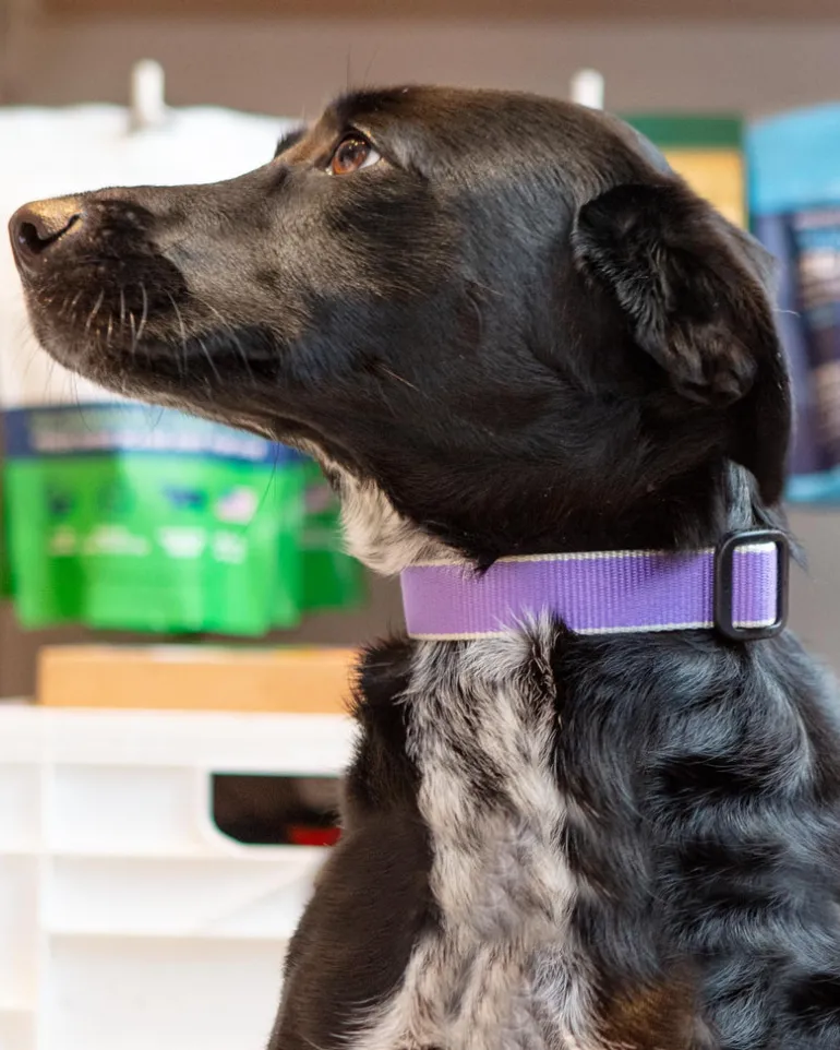 Color Market Bamboo Dog Collar in Lavender (Made in the USA)
