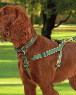 Color Market Bamboo Dog Harness in Forest & Tan (Made in the USA)