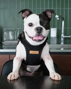 Comfort Dog Harness in Black