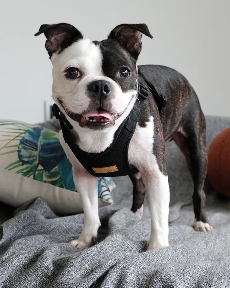 Comfort Dog Harness in Black