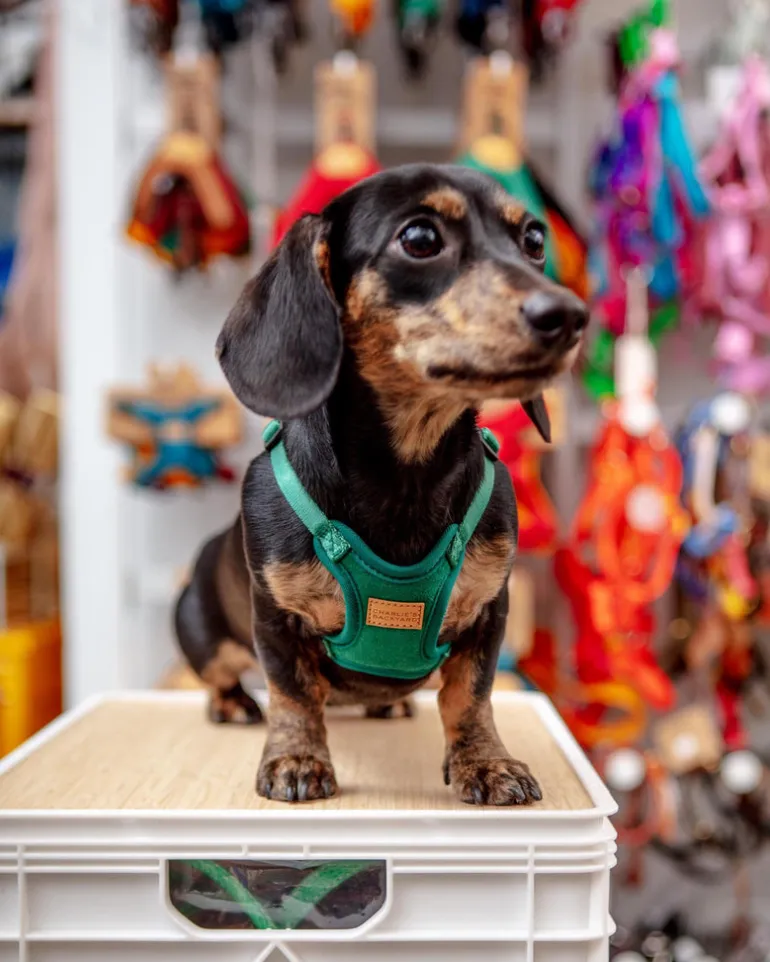 Comfort Dog Harness in Green