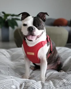 Comfort Dog Harness in Red