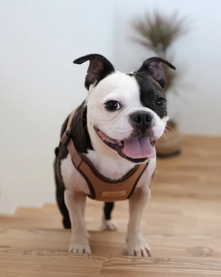 Comfort Dog Harness in Tan
