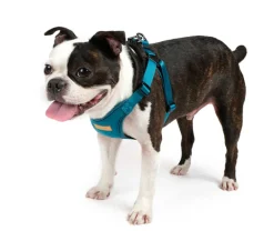 Comfort Dog Harness in Teal