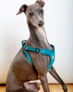 Comfort Dog Harness in Teal