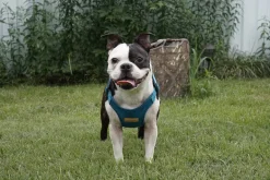 Comfort Dog Harness in Teal