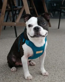 Comfort Dog Harness in Teal