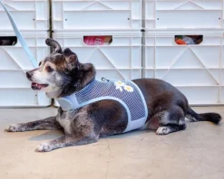 Cool Mesh Dog Harness in Daisy