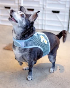 Cool Mesh Dog Harness in Daisy