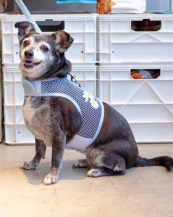Cool Mesh Dog Harness in Daisy