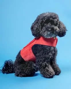 Corduroy Dog Harness in Cherry (Made in the USA) (FINAL SALE)