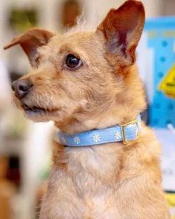Daisy Embroidered Dog Collar