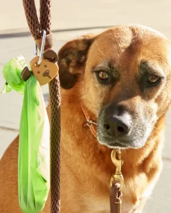 Dog Light Clip on LED Light