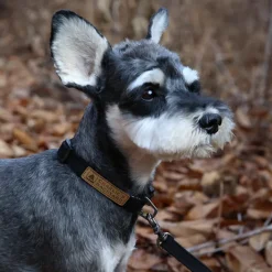 Easy Dog Collar in Black
