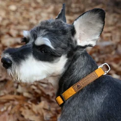Easy Dog Collar in Yellow