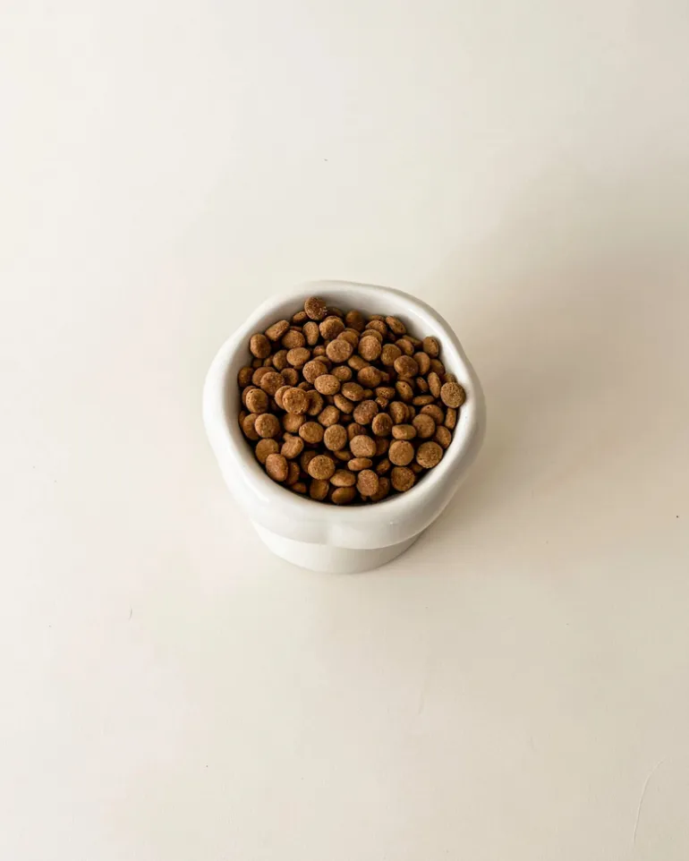Elevated Pet Food Bowl in Creamy Beige