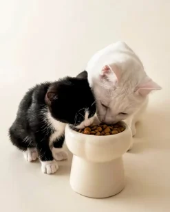 Elevated Pet Food Bowl in Creamy Beige