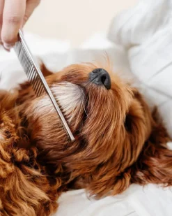 Everyday Comb for Dogs