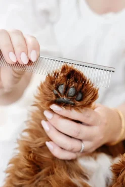 Everyday Comb for Dogs