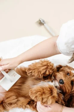 Everyday Slicker Brush for Dogs