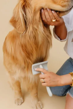 Everyday Slicker Brush for Dogs