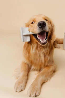 Everyday Slicker Brush for Dogs