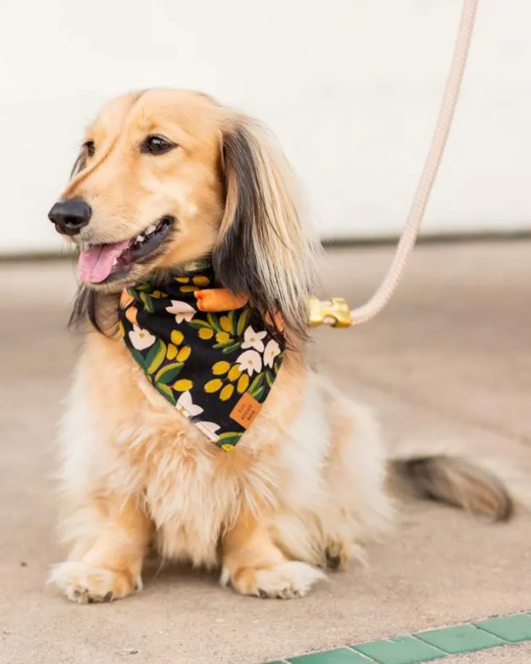 Flax Marine Rope Dog Leash (Made in the USA)