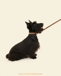 Flower Power Dog Leash in Cougar