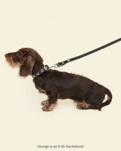 Flower Power Dog Leash in Midnight