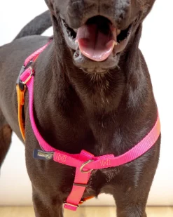 Freedom No-Pull Harness in Neon Pink & Orange (Made in the USA)