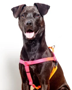 Freedom No-Pull Harness in Neon Pink & Orange (Made in the USA)