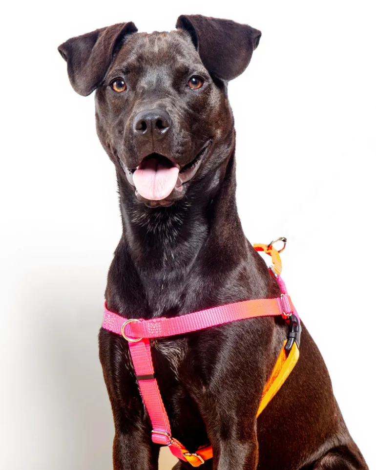 Freedom No-Pull Harness in Neon Pink & Orange (Made in the USA)